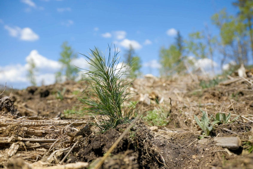 The first planting of tree seedlings in Pine County, Minnesota will help offset Global's heavy jet charters.